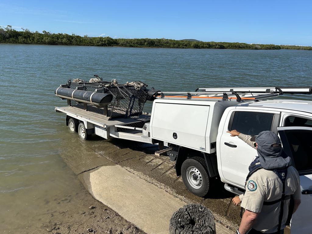 A 2.5m juvenile crocodile captured in Coorooman Creek in May.