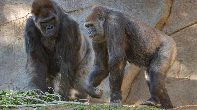 Silverback gorilla Winston, left, and gorilla Imani recovering after a diagnosis of SARS-CoV-2, the virus that causes COVID-19, in several troop members at the San Diego Zoo. Picture: Ken Bohn/San Diego Zoo Global/AFP