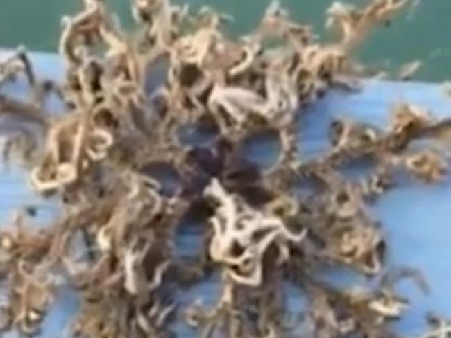 Bizarre ... the unusual creature appears to have more than 100 tentacle-like arms. Picture: Supplied