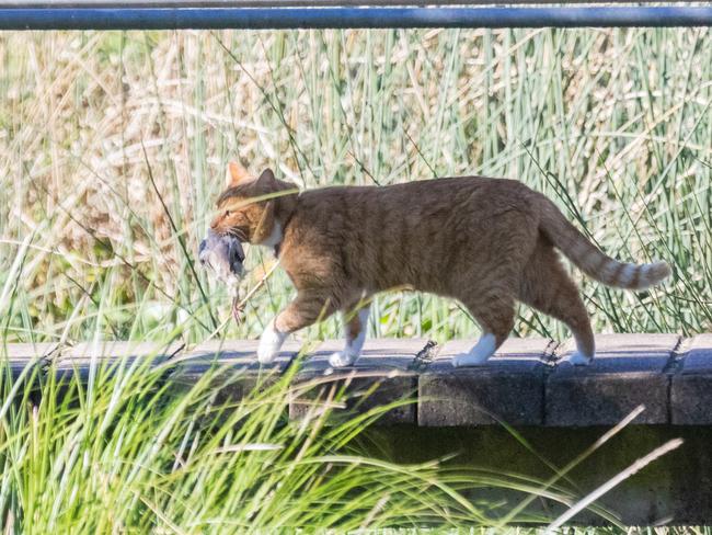 A picture of a cat with its bird in its mouth taken recently in Blue Haven. Picture: Supplied