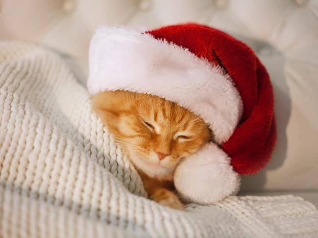 Cute red cat sleeping in the hat of Santa Claus. istock Christmas pet