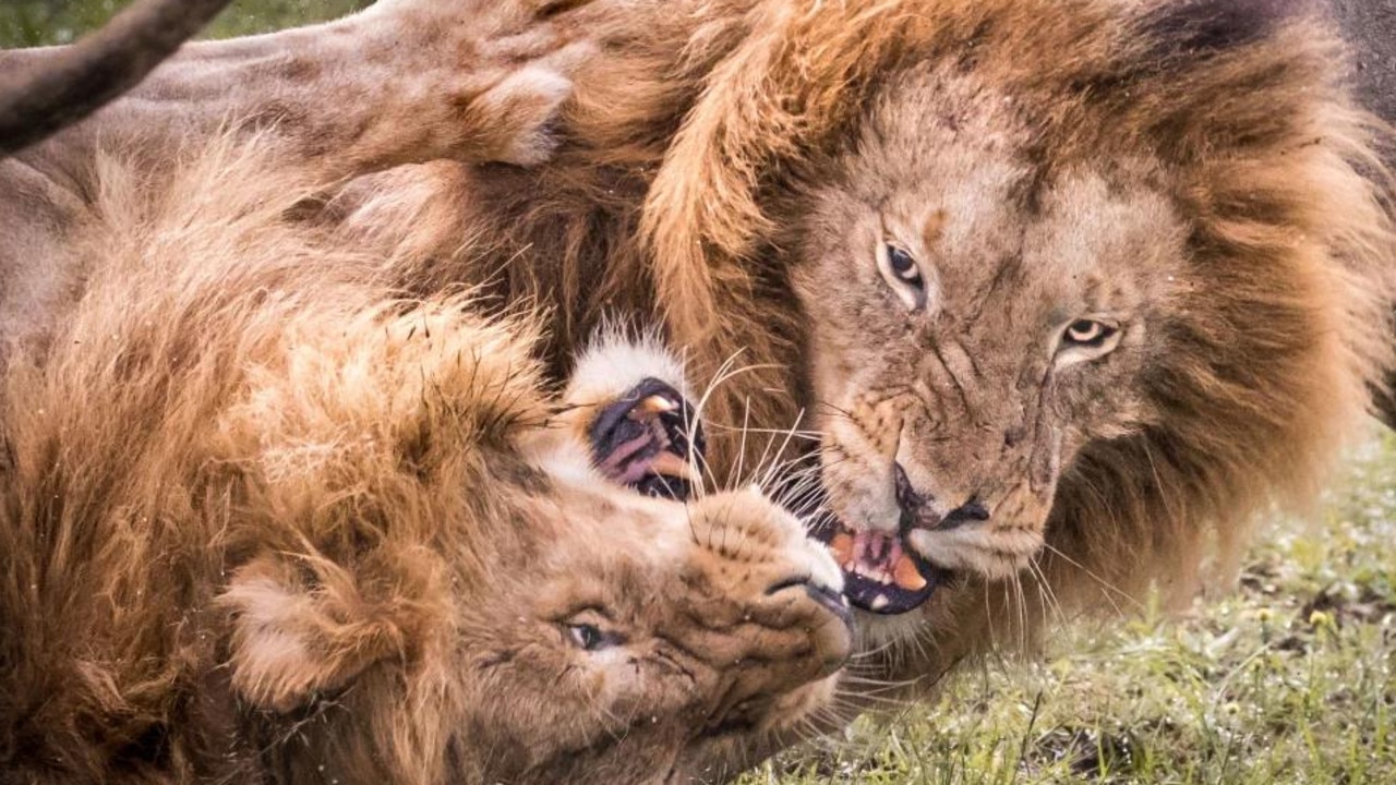 Photos of Maasai Mara lions’ fight for dominance of the pride in Kenya