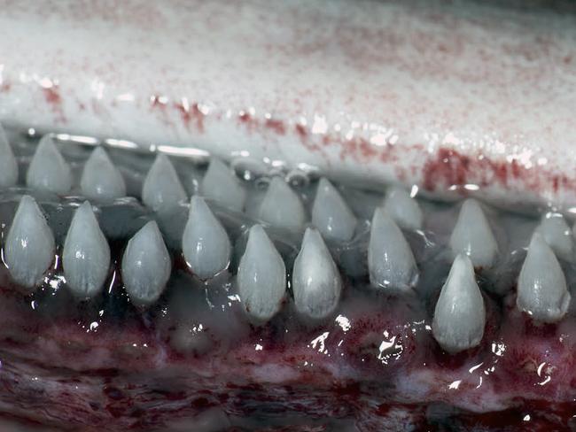 The basking shark’s teeth are photographed by scientists after fishermen donated the specimen to Melbourne Museum. Picture: Melbourne Museum