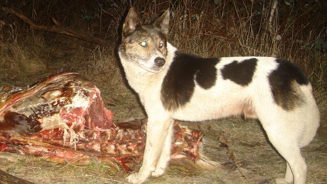 The Allan Government is only now running face-to-face meetings with farmers on ending wild dog control in eastern Victoria on September 30.