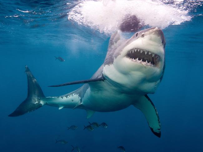 Neptune Island,Australia, Great White Shark