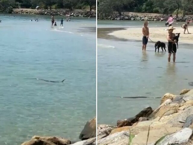 An eastern brown snake has been spotted swimming at Point Cartwright.