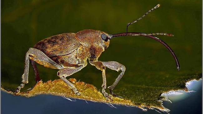 A Weevil only 9mm in size perching on a leaf by Dr Csaba Pinter. Source: supplied