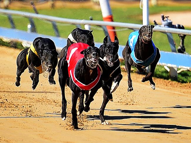 Fields, selections for Rockhampton greyhound meeting