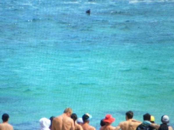 Live shark spotted at Bondi Beach