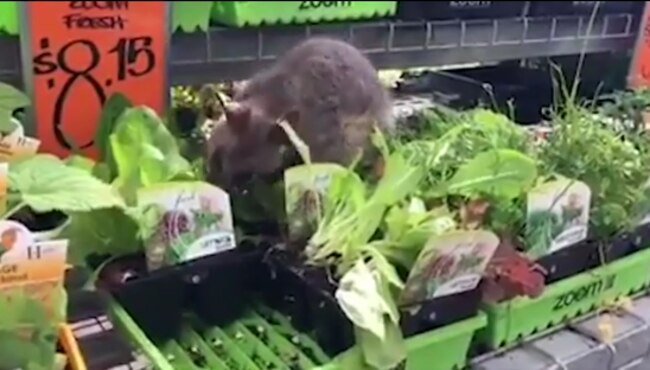 The hungry possum ate as much of the plants as possible before being shooed away by staff.