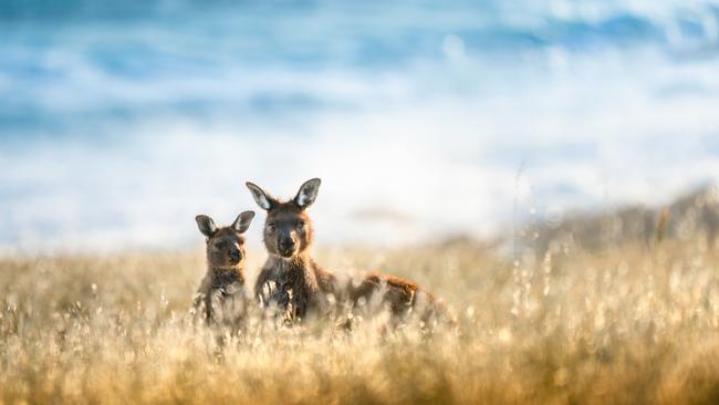 Cape Willoughby on Kangaroo Island. Picture: SATC