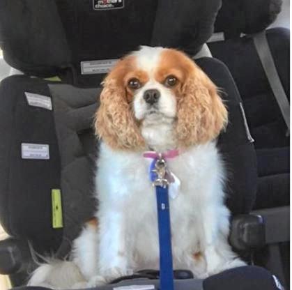 Dana the cavalier passed away in suspicious circumstances. Picture: Contributed