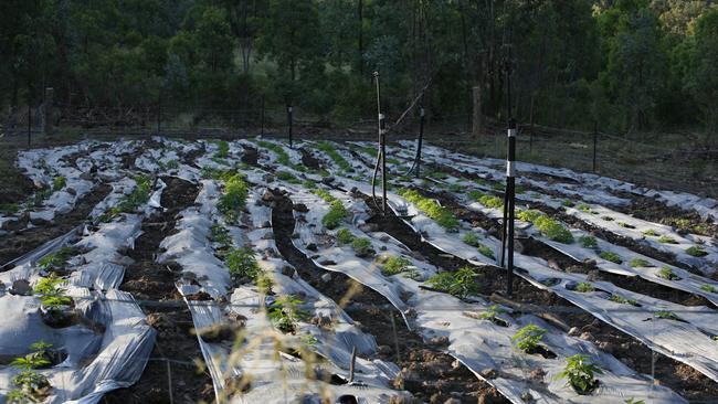 Aerials of cannabis plants on the property 'Kinvarra' on Hollybank Road, Waroo near Inglewood.