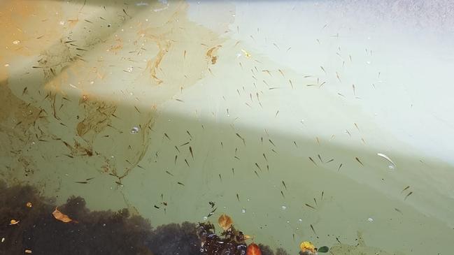 Residents in Monterey Keys fear their waterway has been polluted following large fish kill