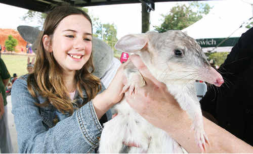 Bilby high online chair