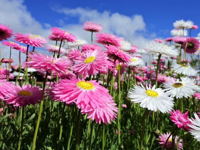 Everlasting daisies