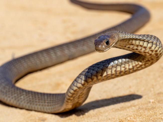Australian Eastern Brown Snake being defensive