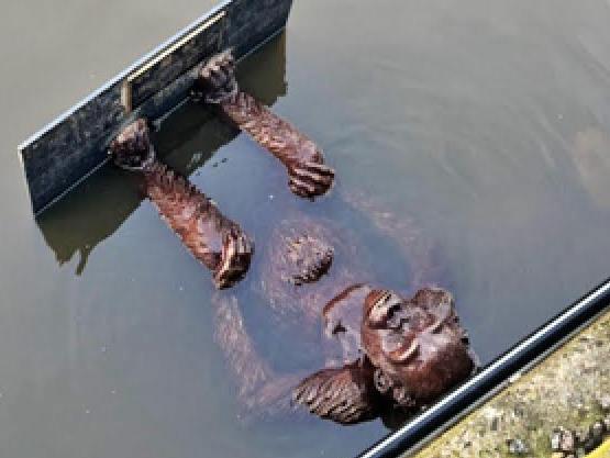 Vandals have dumped a $30,000 bronze sculpture of an orangutan into the water at Docklands. Picture: Supplied