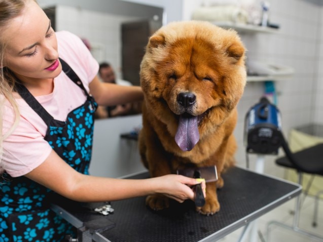 ISTOCK: Beautiful Chow dog at grooming salon.