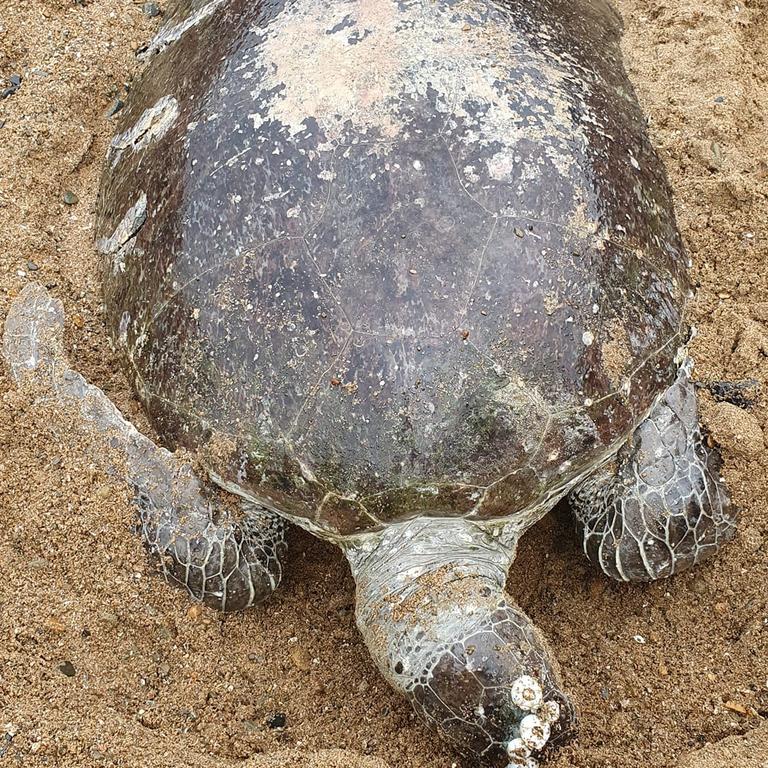 A female green turtle was located dead on Lilley’s Beach, Boyne Island with its likely cause of death attributed to a propeller strike from a recreational vessel offshore. Picture: Ian Anderson