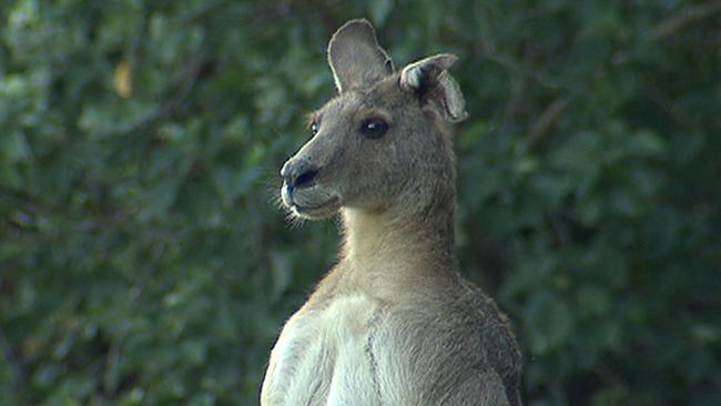 Spotted: giant kangaroo | The Courier Mail