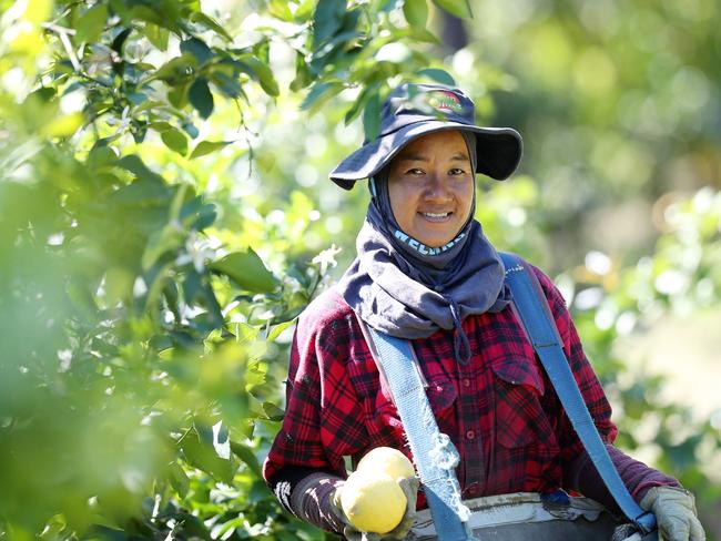 EMBARGO Federal Budget NOT TO BE USED 7/10/20 Backpacker Amy Sukwiset pictured at Sparacionofarms at Peats Ridge and Mangrove Man Friday 2nd October 2020. Joe Spiracino is finding it difficult to find pickers due to covid.pic Sue Graham