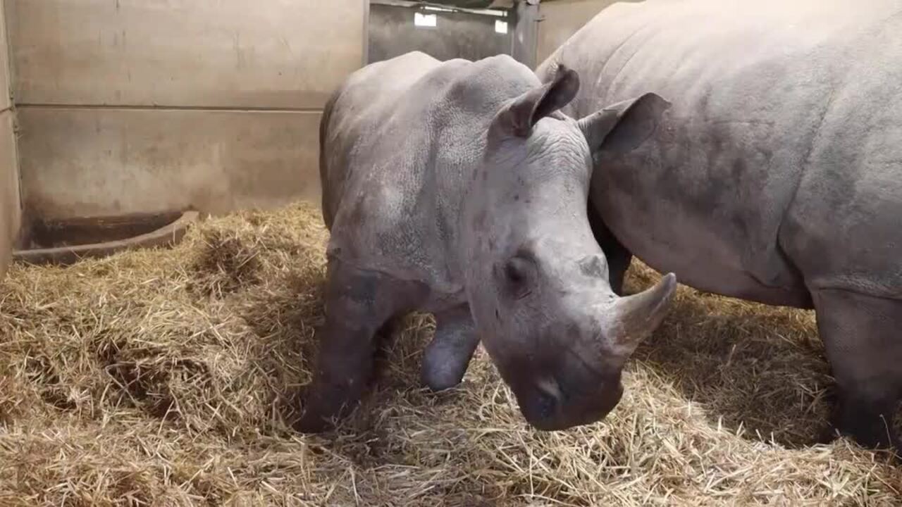 Young Rhino Gets Surgery for Broken Leg in World-First