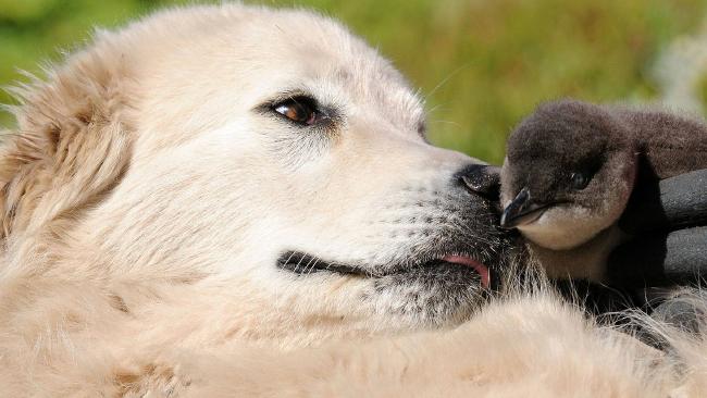 Oddball, penguin saving dog of movie fame, dies | The Courier Mail