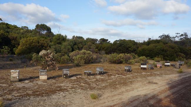 An apiary site in Flinders Chase National Park, Kangaroo Island before the January 2020 bushfire. There were 30 hives (about 1.2 million honey bees) at that site, which was part of a trial. Picture: Supplied.