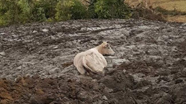 The pregnant cow fell into the mud where a dam was being excavated on the Picton farm and became stuck for almost three hours. Picture: Picton Fire and Rescue Station Facebook