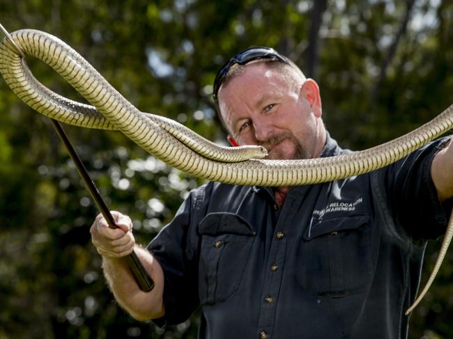 Snake mating season is underway and Gold Coast snake catcher Tony Harrison is expecting a busy season ahead. Tony holding an eastern brown snake. Picture: Jerad Williams