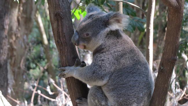 An adorable koala. Photo: Kristy Muir