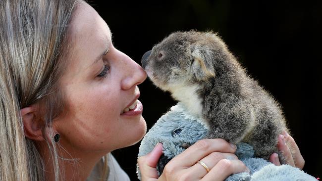 Australian Reptile Park koala curator Hayley Shute with a 6-month-old male koala joey. Picture: Toby Zerna