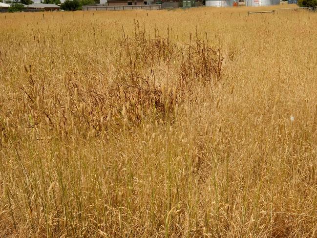 Owners of overgrown properties are being fined for ignoring orders to clean up their land.