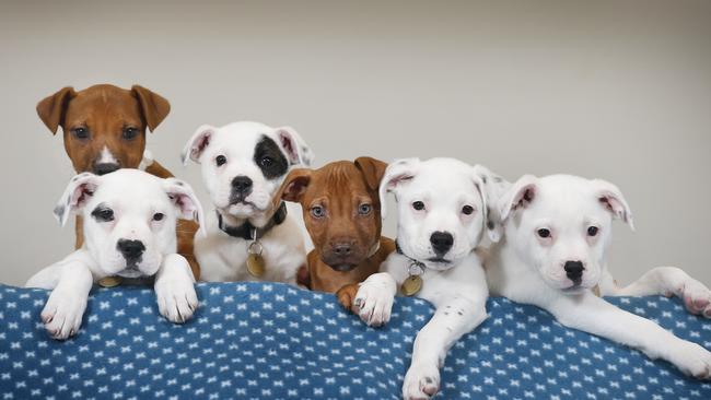 Jaffa, Pepper, Basil, Pepsi, Mike, Dustin and Lucas are puppies who have benefited from Mrs Lort Smith’s animal hospital. Picture: David Caird