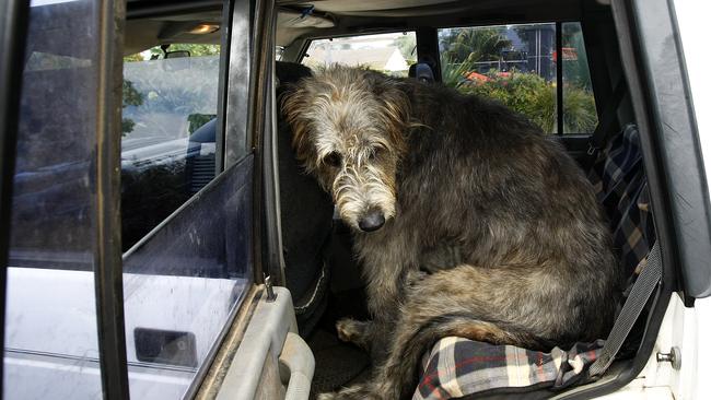 are irish wolfhounds friendly