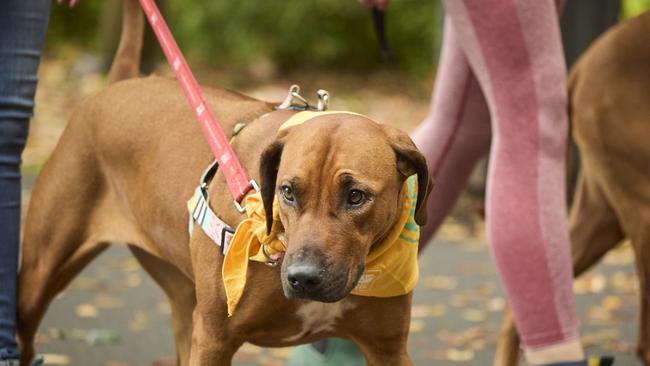 Million Paws Walk in the Adelaide Botanic Gardens, Sunday, May 28, 2023. Picture: Matt Loxton