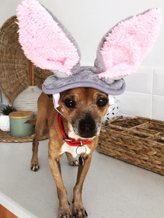 RALPH: Pity chocolate’s no good for dogs ‘cos Ralph could give the Easter bunny a run for its money.