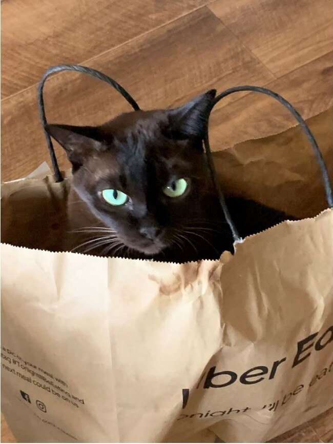 Pash is a chocolate Burmese. She is 12-years-old now but she has never grown out of playing around in paper bags and boxes. Picture: Renee