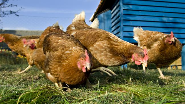 H5N1 strain of bird flu has been ripping through the globe since 2020. Picture: istock.