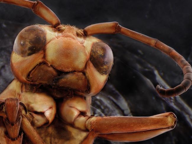 An extreme close-up view of the head of a yellow paper wasp. Picture: Daniel Kariko