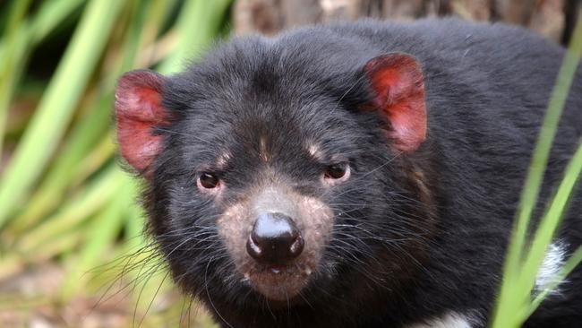 The H5N1 bird flu strain could devastate Tasmanian devil populations, among other Australian wildlife, experts warn.