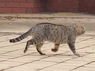 Northern suburbs residents have spoken out about the growing concerns about wandering cats causing problems in their streets.