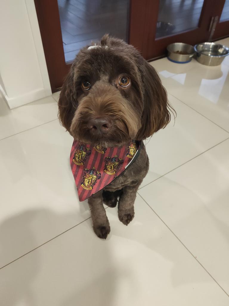 14/10/2020 - Rosie after her haircut rocking her Gryffindor bandana. ‘It’s leviOsa, not levioSA’ Picture: Jessica