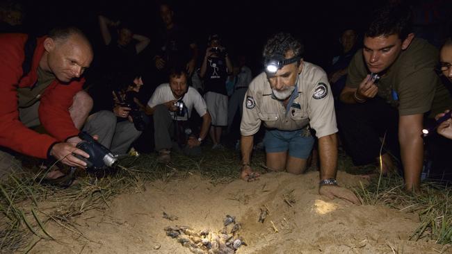 Turtles Hatching at Mon Repos Conservation Park in Queensland. Picture Courtesy: Tourism Queensland.