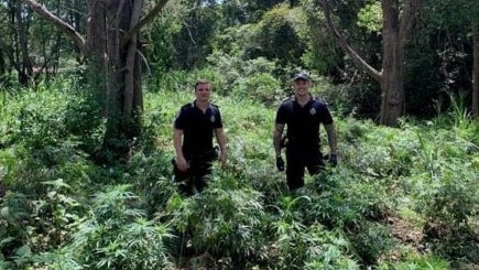 Detectives allegedly found the 82 cannabis plants growing in the Tallebugera Valley. Photo: Queensland Police