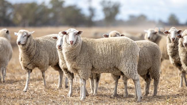 Excel Farms are transitioning away from livestock production with the pending sales of Boorala and Karrara Aggregations. Picture: Supplied