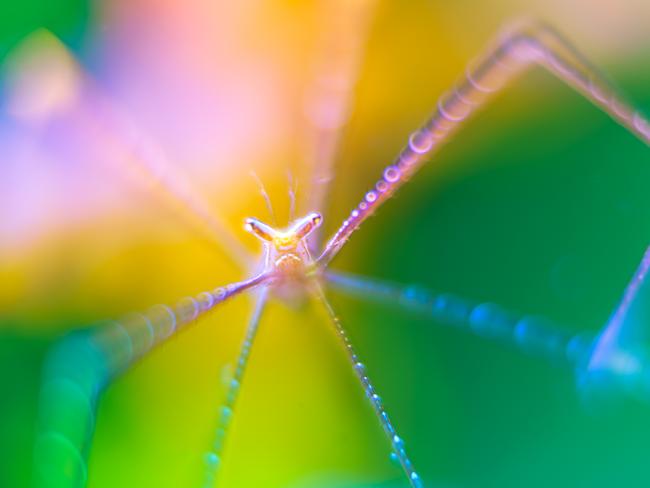 Yung Sen Wu: A curious spider squat lobster checks out the photographer’s camera lens. The Philippines