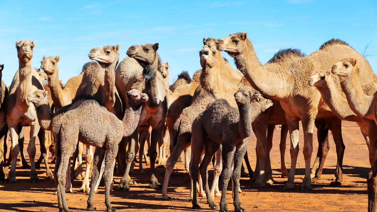 Camels graze on the same land as cattle in a drought trial near Cunnamulla, Queensland. Picture: Nigel Hallett