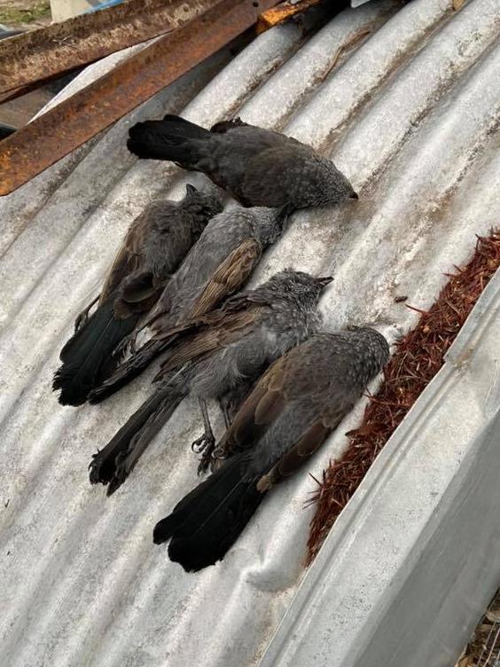 FOWL PLAY: Karol Stica found the nine Apostle birds dead in her backyard, with no visible signs of injury.